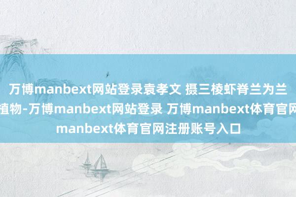 万博manbext网站登录袁孝文 摄三棱虾脊兰为兰科、虾脊兰属植物-万博manbext网站登录 万博manbext体育官网注册账号入口